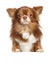 Beautiful brown longhaired Chihuahua dog on white