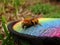 Beautiful Brown Male Carpenter Bee Xylocopinatae