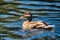 Beautiful brown mallard duck in the pond