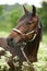 Beautiful brown mare with halter