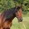 Beautiful brown mare with long black mane