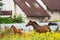 Beautiful brown mare of purebred arabian breed runs across the meadow in the paddock with her newborn foal