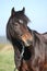 Beautiful brown mare with rope halter in autumn