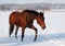 A beautiful brown mare on snow field