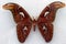 A beautiful brown moth