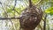 A beautiful brown nest of Crematogaster ants on top of a tree.