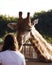 beautiful brown northern giraffe in a zoo