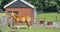 Beautiful brown orange horse with shed on the barn