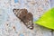 Beautiful brown and orange patterned butterfly sitting on conrete wall