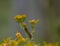 Beautiful brown and orange striped  caterpiller on yellow daisy flower isolated from background