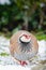 Beautiful brown partridge bird on a snowy field, its feathers ruffled by the cold winter air