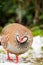 Beautiful brown partridge bird on a snowy field, its feathers ruffled by the cold winter air