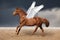 Beautiful brown pegasus horse galloping wild on sky