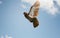 Beautiful brown pigeon in flight