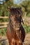 Beautiful brown pony, close-up of muzzle, cute look, mane, background of running field, corral, trees