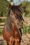 Beautiful brown pony, close-up of muzzle, cute look, mane, background of running field, corral, trees