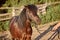 Beautiful brown pony, close-up of muzzle, cute look, mane, background of running field, corral, trees