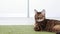 Beautiful brown purebred Bengal cat lying on a green shaggy carpet indoor.