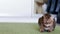 Beautiful brown purebred Bengal cat lying on a green shaggy carpet indoor.