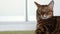 Beautiful brown purebred Bengal cat lying on a green shaggy carpet indoor.