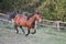 Beautiful brown quarter horse is running on the paddock