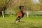 A beautiful brown quarter horse is running on the paddock