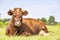 Beautiful brown red cow, horns, happy lying down , showing her udder and a teat, in a pasture and with copy space in a blue sky