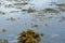 Beautiful brown seaweed floating in calm fjord