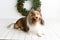 Beautiful brown sheltie dog with blue eyes in a studio on white wood floor