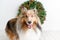 Beautiful brown sheltie dog with blue eyes in a studio on white wood floor