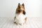 Beautiful brown sheltie dog with blue eyes in a studio on white wood floor