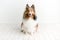 Beautiful brown sheltie dog with blue eyes in a studio on white wood floor