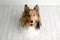 Beautiful brown sheltie dog with blue eyes in a studio on white wood floor