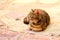 A beautiful brown shorthair pedigree cat lies on antique tile in Old Town Kotor, Montenegro. A cute beautiful tabby cat is resting