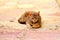 A beautiful brown shorthair pedigree cat lies on antique tile in Old Town Kotor, Montenegro. A cute beautiful tabby cat is resting