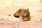 A beautiful brown shorthair pedigree cat lies on antique tile in Old Town Kotor, Montenegro. A cute beautiful tabby cat is resting