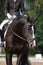 Beautiful brown sport horse portrait