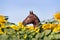 Beautiful brown sports horse with braided mane in halter standing in the field with large yellow flowers which his shield.