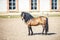 Beautiful brown stallion with a black mane walks behind the fence