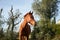 Beautiful brown stallion nibbling grass in a meadow at morning, looking into the camera, standing frontal, side, a