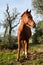 Beautiful brown stallion nibbling grass in a meadow at morning, looking into the camera, standing frontal, side, a