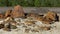 Beautiful brown stones of diferent size under the summer sun on quarry and green forest background. Stock footage. Rocks