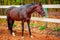 Beautiful brown strong horse