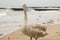 Beautiful brown swan. The swan stands on the shore of the Baltic Sea.