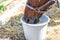 Beautiful brown thoroughbred horse drinking water from bucket. Thirst during hot summer day. Thirsty animal at farm