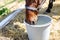 Beautiful brown thoroughbred horse drinking water from bucket. Thirst during hot summer day. Thirsty animal at farm