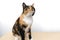 beautiful brown three colors adult domestic tortoiseshell cat with white breast sitting on light table on white background, looks