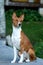A beautiful brown and white Basenji dog head portrait
