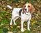 Beautiful, Brown And White Beagle Dog Puppy