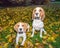 Beautiful, Brown And White Beagle Dog Puppy